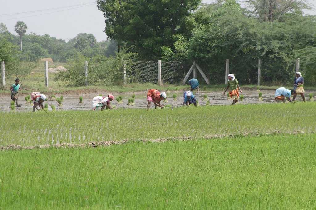 17-Planting rice plants.jpg - Planting rice plants